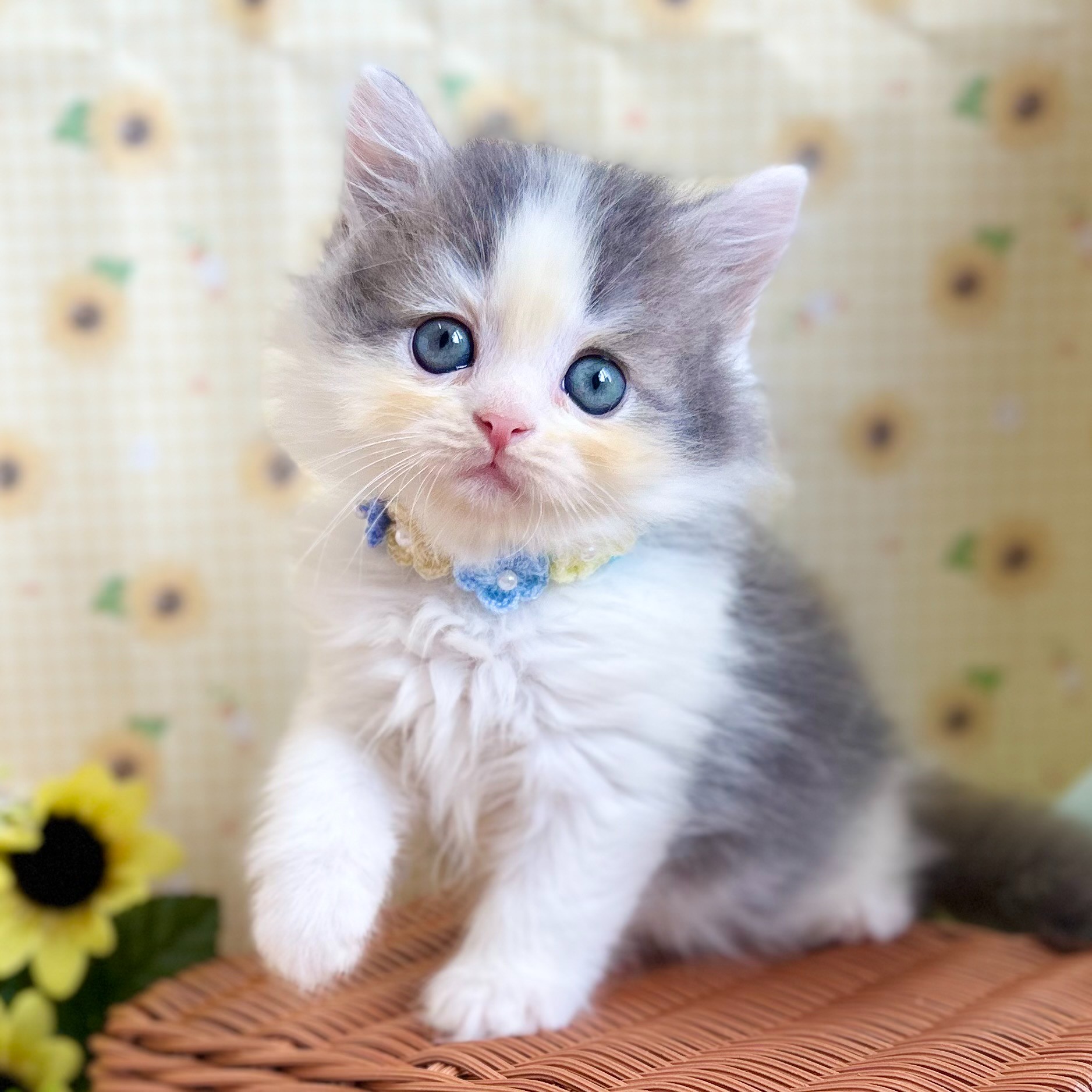 イギリス製デコパージュ　上から貴方を覗き込む可愛い猫ちゃん！ 鮮やかな色合いにキュートな猫ちゃんたちのポートレートが並ぶ
