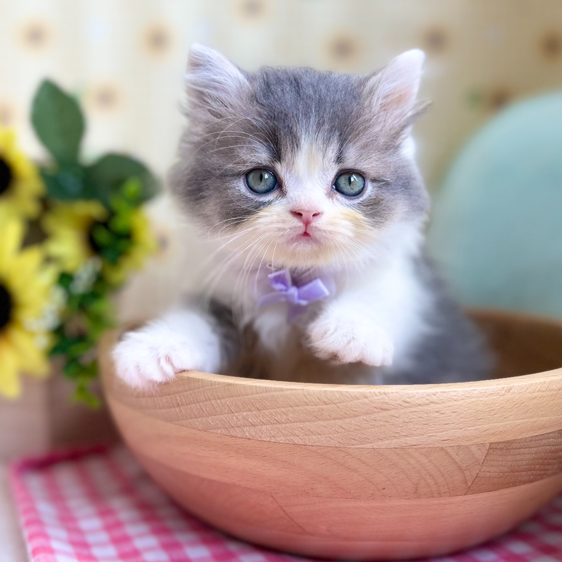 イギリス製デコパージュ　上から貴方を覗き込む可愛い猫ちゃん！ 優しい春の雲のいろ☁️アイボリーホワイトちゃんです