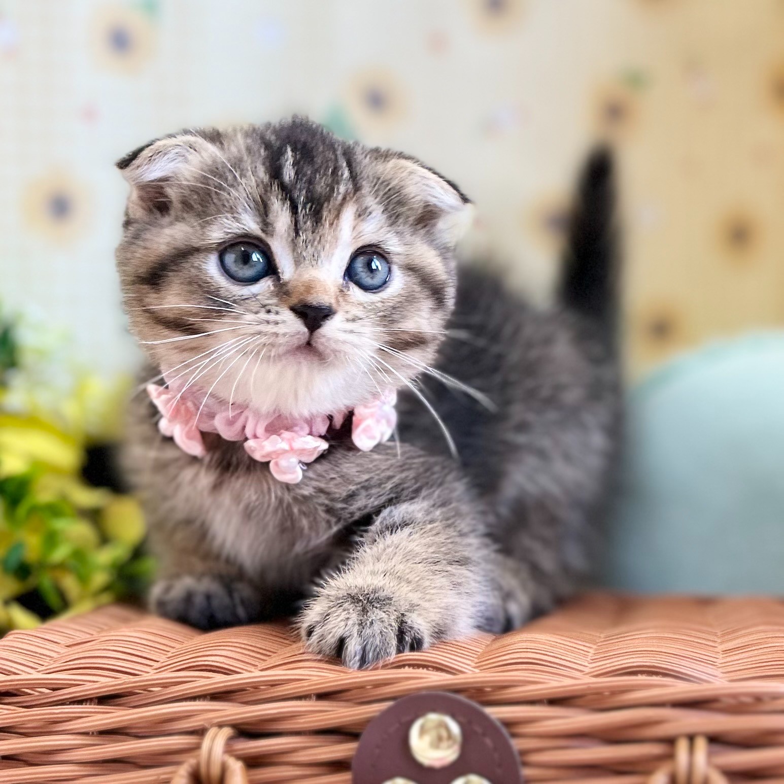 元気いっぱいの子猫ちゃん｜スコティッシュフォールドの