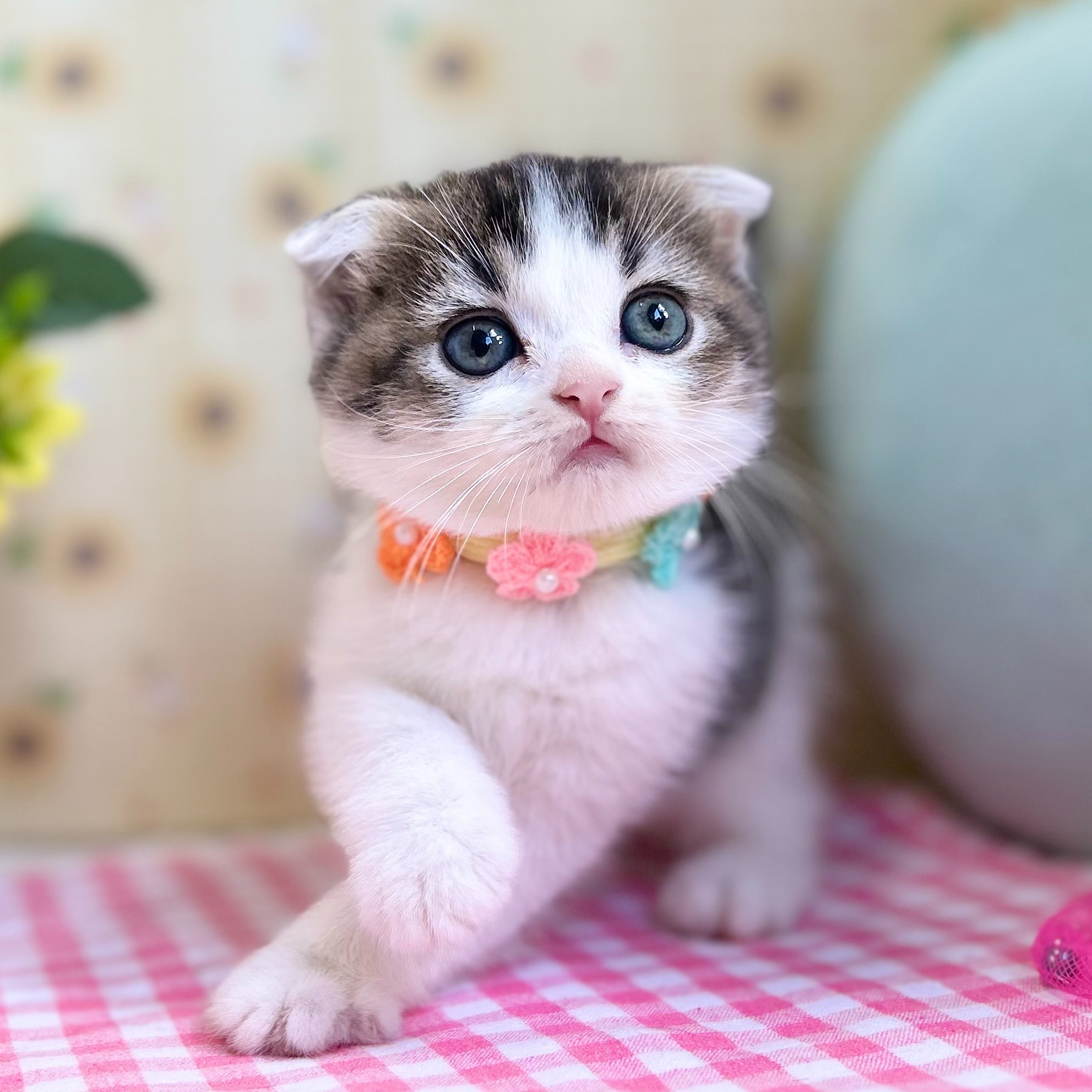 イギリス製デコパージュ　上から貴方を覗き込む可愛い猫ちゃん！ 元気いっぱいの子猫ちゃん｜スコティッシュフォールドの